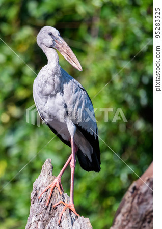 Asian openbill stork or Anastomus oscitans pearches on a tree Asian openbill stork or Anastomus oscitans pearches on a tree 95283525