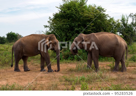 Asian elephants or elephas maximus in wild jungle Asian elephants or elephas maximus in wild jungle 95283526
