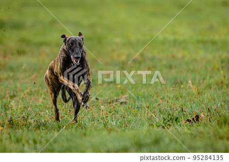 Greyhound dog running fast and chasing lure straight into camera 95284135