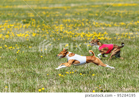 Basenji dogs in red and white shirts running and chasing lure in the field on coursing competition Basenji dogs in red and white shirts running and chasing lure in the field on coursing competition 95284195