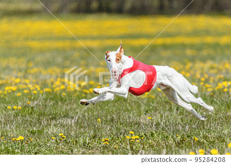 Podenco dog running fast and chasing lure across green field Podenco dog running fast and chasing lure across green field 95284208