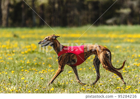 Greyhound sales dog walking