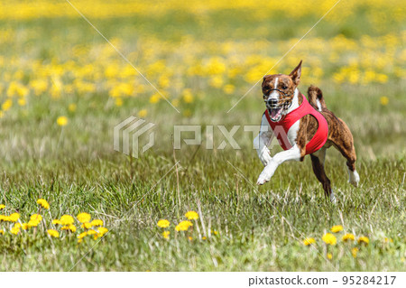 Basenji dog flying moment of running across the field on lure coursing competition 95284217