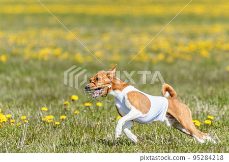 Basenji dog in white shirt running and chasing lure in the field on coursing competition Basenji dog in white shirt running and chasing lure in the field on coursing competition 95284218
