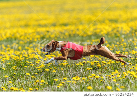 Basenji dog running in red jacket on coursing field at competition in summer Basenji dog running in red jacket on coursing field at competition in summer 95284234