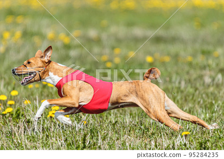 Basenji dog running in red jacket on coursing field at competition in summer Basenji dog running in red jacket on coursing field at competition in summer 95284235