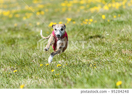 Whippet sprinter running in red jacket on coursing field at competition in summer 95284248