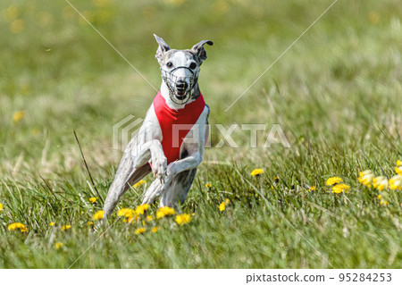 Whippet sprinter running in red jacket on coursing field at competition in summer Whippet sprinter running in red jacket on coursing field at competition in summer 95284253