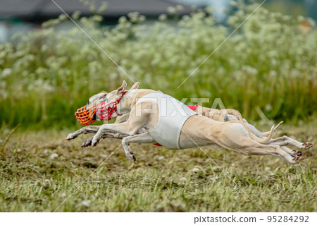 Whippet dogs in red and white shirts running and chasing lure in the field on coursing competition Whippet dogs in red and white shirts running and chasing lure in the field on coursing competition 95284292