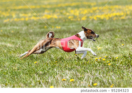 Basenji dog running in red jacket on coursing field at competition in summer 95284323