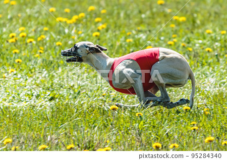 Whippet dog lifted off the ground during the dog racing competition running on field Whippet dog lifted off the ground during the dog racing competition running on field 95284340