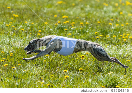Whippet dog lifted off the ground during the dog racing competition running straight into camera Whippet dog lifted off the ground during the dog racing competition running straight into camera 95284346
