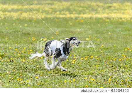 Saluki dog in white shirt running and chasing lure in the field on coursing competition 95284363
