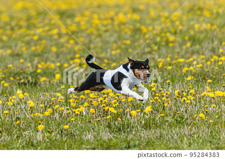 Basenji dog in white shirt running and chasing lure in the field on coursing competition Basenji dog in white shirt running and chasing lure in the field on coursing competition 95284383