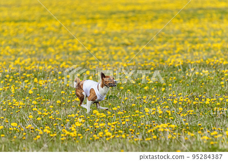 Basenji dog in white shirt running and chasing lure in the field on coursing competition 95284387