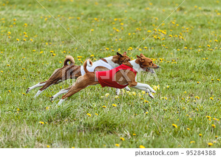 Basenji dogs in red and white shirts running and chasing lure in the field on coursing competition 95284388