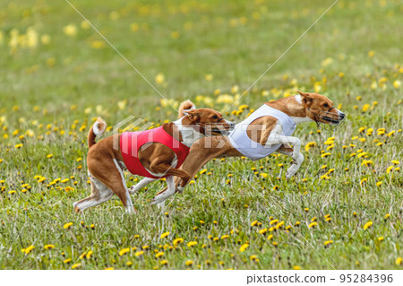 Basenji dogs in red and white shirts running and chasing lure in the field on coursing competition 95284396