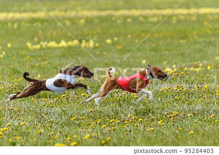 Basenji dogs in red and white shirts running and chasing lure in the field on coursing competition 95284403