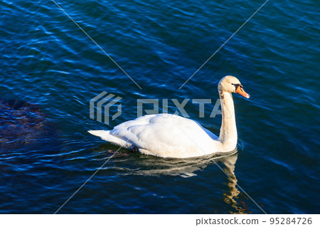 White swan swimming on the sea 95284726