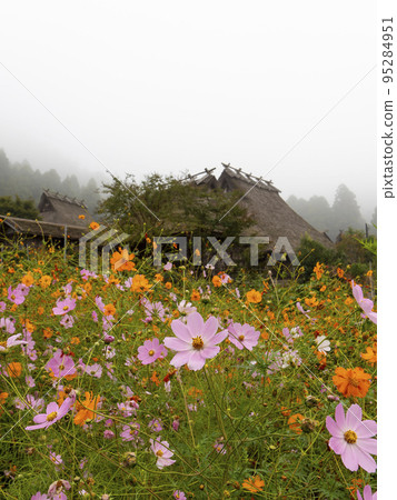 Miyama Kayabuki-no-sato in autumn with cherry blossoms 95284951