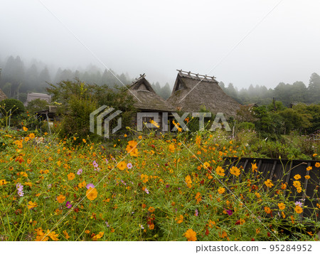 Miyama Kayabuki-no-sato in autumn with cherry blossoms Miyama Kayabuki-no-sato in autumn with cherry blossoms 95284952