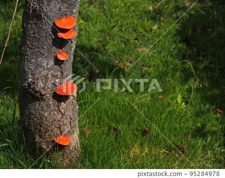 Coleoptera ecology photo and copy space Coleoptera ecology photo and copy space 95284978