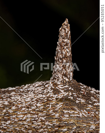 Citrus Snow Scale Insect 95285051