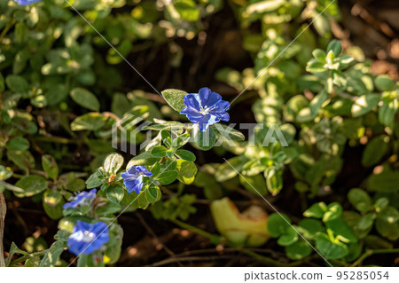 Small Flowering Plant 95285054