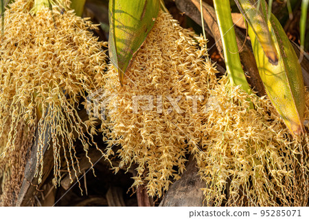 Pygmy Date Palm Pygmy Date Palm 95285071