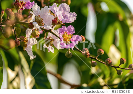 Giant Crape-Myrtle Tree 95285088