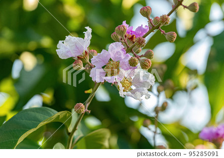 Giant Crape-Myrtle Tree Giant Crape-Myrtle Tree 95285091