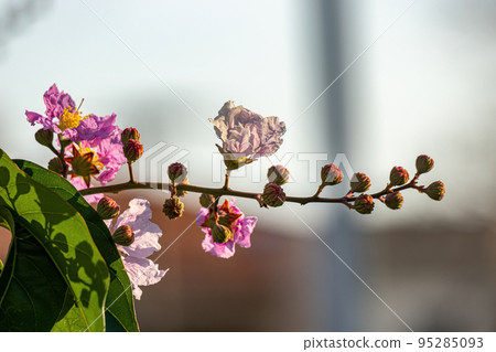 Giant Crape-Myrtle Tree Giant Crape-Myrtle Tree 95285093