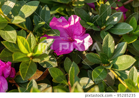 Azalea Flowering Plant 95285235