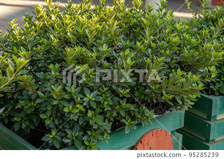 Azalea Flowering Plant Azalea Flowering Plant 95285239