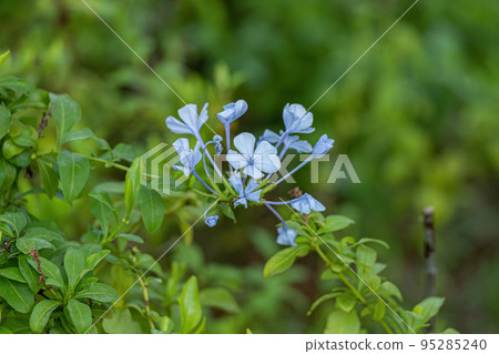 Blue Plumbago Plant Blue Plumbago Plant 95285240