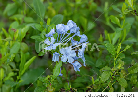 Blue Plumbago Plant Blue Plumbago Plant 95285241