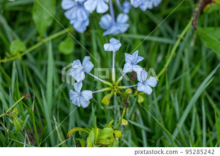 Blue Plumbago Plant Blue Plumbago Plant 95285242