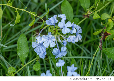 Blue Plumbago Plant Blue Plumbago Plant 95285243
