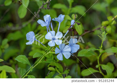 Blue Plumbago Plant Blue Plumbago Plant 95285244