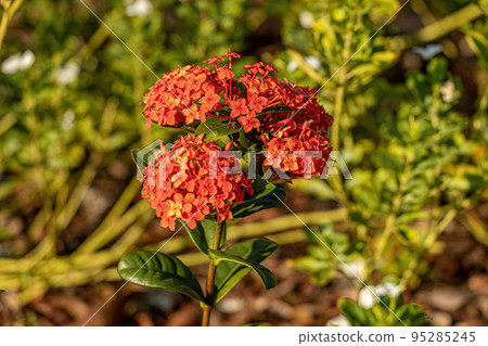 Red Jungle Flame Plant Flower Red Jungle Flame Plant Flower 95285245