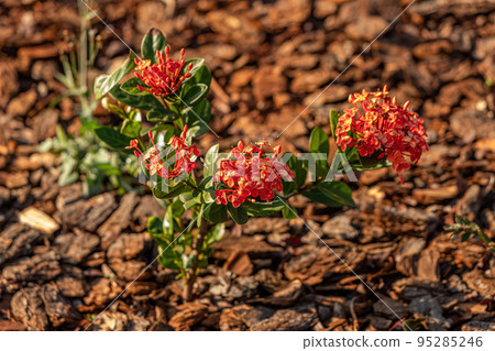 Red Jungle Flame Plant Flower Red Jungle Flame Plant Flower 95285246