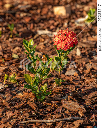 Red Jungle Flame Plant Flower Red Jungle Flame Plant Flower 95285247