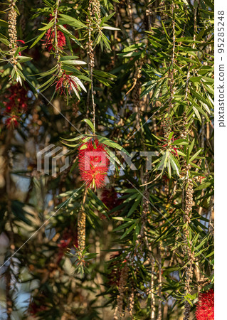 Bottlebrush Flowering Tree Bottlebrush Flowering Tree 95285248