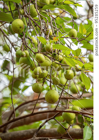 Tree with fruits called Mangaba 95285259
