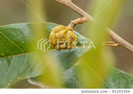 Small Wild Fruit 95285269