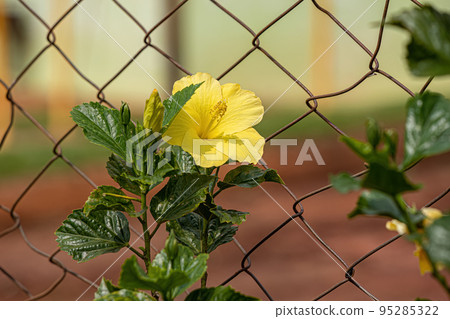 Chinese Hibiscus Flower 95285322