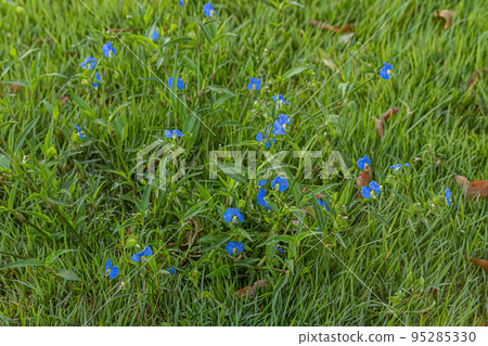 Small Dayflower Plant Small Dayflower Plant 95285330