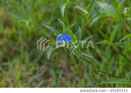 Small Dayflower Plant Small Dayflower Plant 95285331