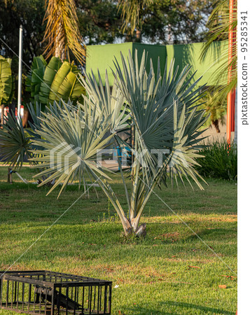 Bismarck Palm Plant 95285341