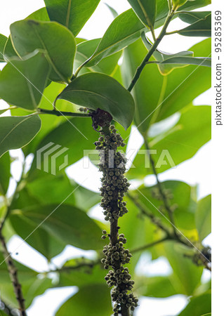 Colicwood Angiosperm Tree 95285369